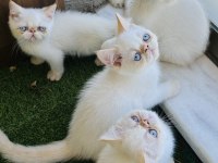 Exotic show bebekler