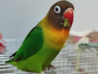 Dişi cennet papağanımız