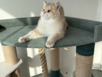 Pet Şecereli Safkan British Shorthair Bebekler