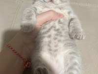 Balıkesir'de 3 Aylık Yavru Kediler