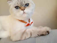 Safkan British Shorthair Anne Ve Babadan Olma Minik Yürekler