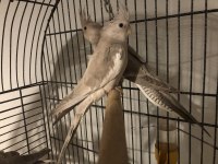 Yavru Sultan Papağanları 4-5 Aylık