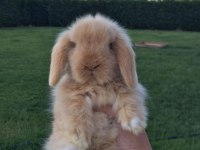 Evcil tavşan çiftliğinden her ile gönderim!