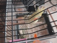 Dişi Uysal Sultan Papağanı