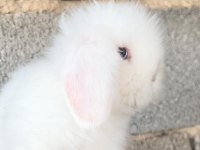 Hollanda Lop Tavşanı Yavruları