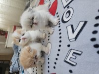 Safkan Pure Persian Show Class Yavrular