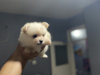 Pomeranian boo köpeği