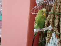 Dişi ve erkek muhabbet kuşu yumurtaları ile