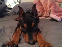 Sağlık Ve Irk Garantili Doberman