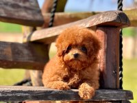 Poodle Çiftliğinden Micro Boy Poodle Yavrularımız