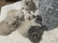 British/Scottish Yavrularımıza Yuva Arıyoruz