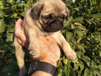 Hamburger Surat Gül Kuyruk Pug