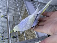 30 Günlük Rainbow Muhabbet Kuşu Bebek Yavru