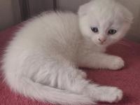 Mutlu Sağlıklı Safkan Scottish Fold Bebekler Yeni Ailelerine Hazırlar