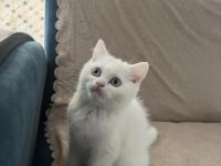 British shorthair güzel kız