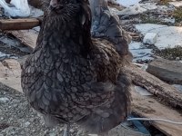 Acil Satılık Tavuklar