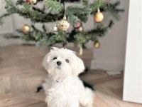 Vecihiden Safkan Bembeyaz Mini Maltese Bebekler