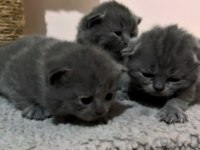 Orijinal Irk Safkan British Shorthair
