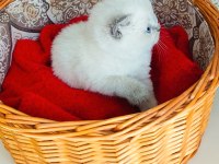 A Kalite Blue Point Yavru Kediler