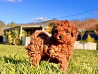 Poodle Çiftliğinden Toy Poodle Yavrularımız