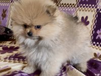 Teacup Pomeranian Boo Kızımız