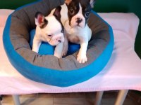 Biblo Gibi French Bulldog Yavrularımız