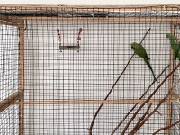 Dişi Pakistan Papağanımız