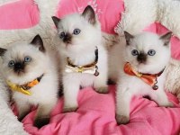 Nadir Bulunan Maviş Chocolatte Point British Shorthair