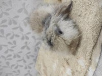 Hollanda lop tavşanı yavrular