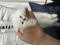 Scottish Fold 2 Dişi 1 Erkek