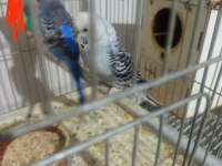 1 Çift 4 Yavru 1 Erkek Muhabbet Kuşlar