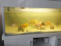 Balıklar Ve Akvaryum