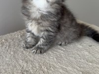 Özenle Büyütülen British Longhair Yavrularımız