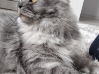 Muhteşem Güzellikte Ns11 Silver British Longhair Dişi