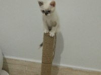 British Shorthair Yavrular