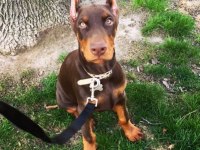 Sağlık Ve Irk Garantili Kızıl Dobermanlar