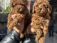 Tarçın Rengi Kore Red Brown Toy Poodle Yavrularımız