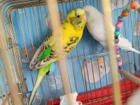 Çift muhabbet kuşu