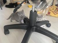 2 Aylık Safkan British Shorthair