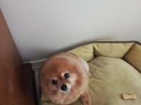 Yetişkin Pomeranian Köpeği