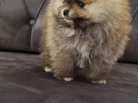 60 Günlük Pomeranian Yavruları