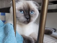 Dünya Güzeli Scottish Blue Point Kedimiz Sora