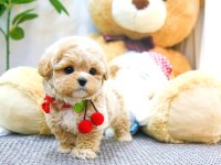 Toy Poodle Cins Yavrularım