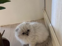 2 Aylık Hazır Yavru Kedilerimiz