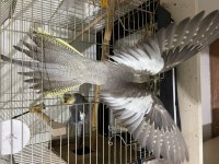 Bir Çift Ve Yavrusu İle Birlikte 3 Adet Sultan Papağanı