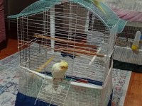 Sevimli Sultan Papağanı Yavruları