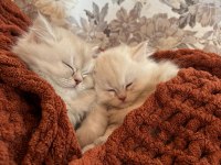 British longhair bebeklerimize yuva arıyoruz