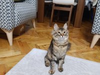 Nazlı kızımız kedimize yuva