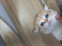 Golden Yeşil Mavi Göz Mükemmel Bebek Kedilerim