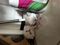 Blue point yavru kediler